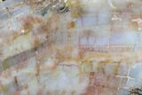 7.5" Polished, Petrified Wood (Araucarioxylon) - Arizona - #176999-1
